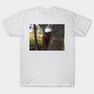 Scottish Highland Cattle Cow 2071 T-Shirt